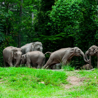 Khao Yai for wildlife