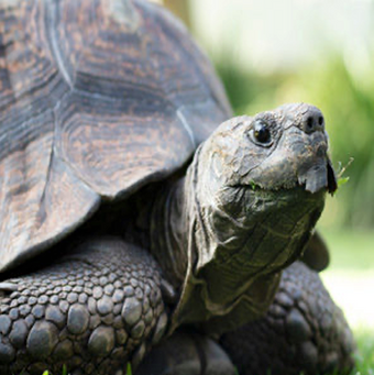 Vineyard tortoise.png