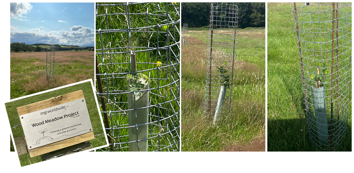 Wood Meadow montage.png